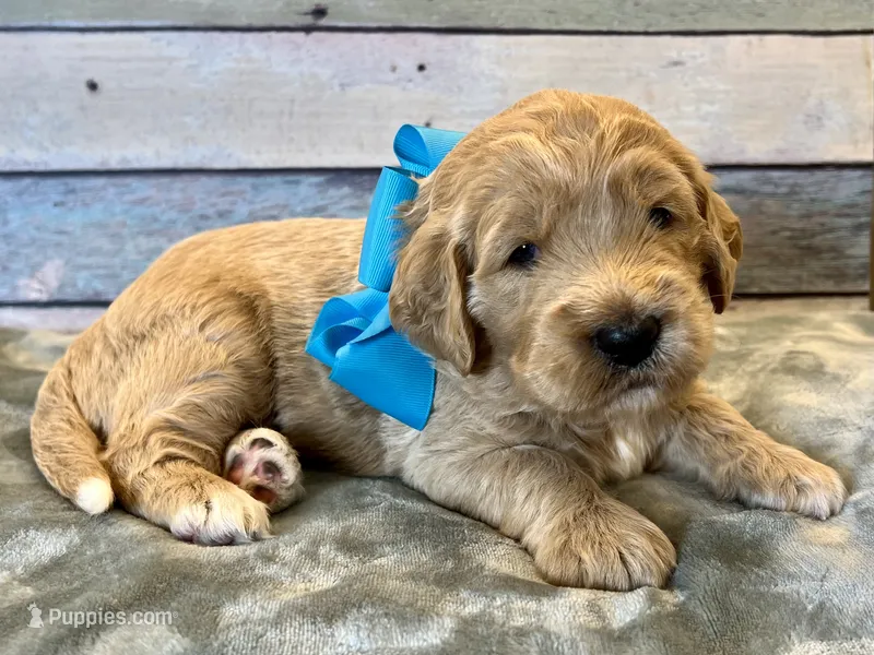 Bandit – Goldendoodle puppy for sale in The Woodlands, TX
