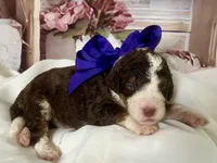Paisley, a female Bernedoodle for sale in The Woodlands, TX – 3 of 4