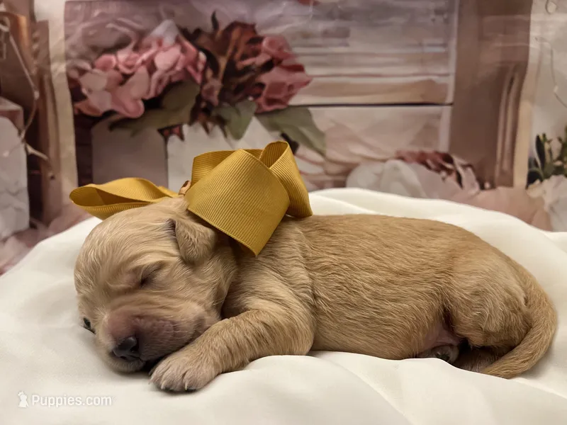 Gemma – Goldendoodle puppy for sale in The Woodlands, TX