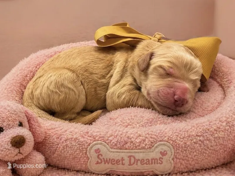 Gemma – Goldendoodle puppy for sale in The Woodlands, TX