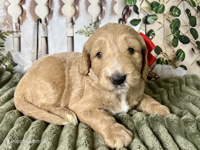 Ruby – Goldendoodle puppy for sale in The Woodlands, TX