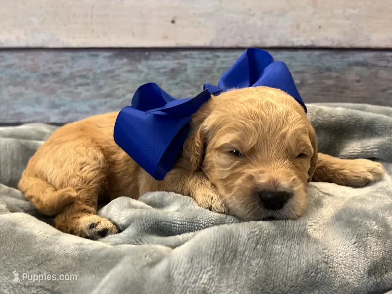 Biscuit F1 – Goldendoodle puppy for sale in The Woodlands, TX