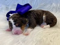 Paisley, a female Bernedoodle for sale in The Woodlands, TX – 4 of 4