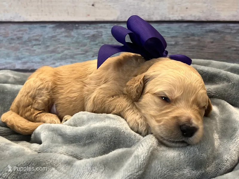 Peanut – Goldendoodle puppy for sale in The Woodlands, TX