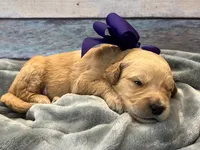 Peanut, a male Goldendoodle for sale in The Woodlands, TX – 1 of 4