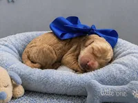 Biscuit F1, a male Goldendoodle for sale in The Woodlands, TX – Photo 1 of 2