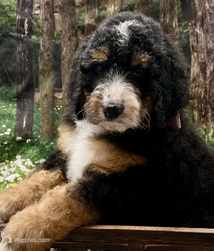 Charlie Brown – Bernedoodle puppy for sale in The Woodlands, TX