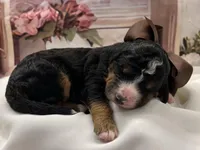 Charlie Brown, a male Bernedoodle for sale in The Woodlands, TX – Photo 3 of 7