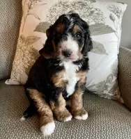 Charlie Brown, a male Bernedoodle for sale in The Woodlands, TX – Photo 7 of 7