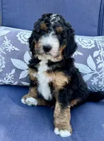 Charlie Brown, a male Bernedoodle for sale in The Woodlands, TX – Photo 6 of 7