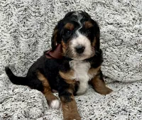 Charlie Brown, a male Bernedoodle for sale in The Woodlands, TX – Photo 4 of 7