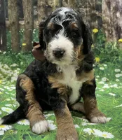 Charlie Brown, a male Bernedoodle for sale in The Woodlands, TX – Photo 5 of 7