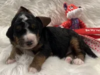 Charlie Brown, a male Bernedoodle for sale in The Woodlands, TX – Photo 2 of 7