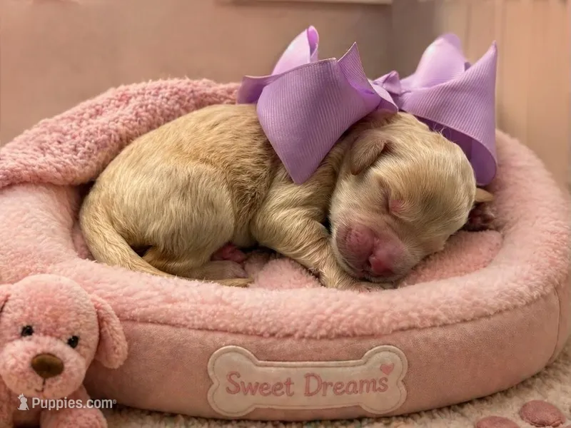 Lacey – Goldendoodle puppy for sale in The Woodlands, TX