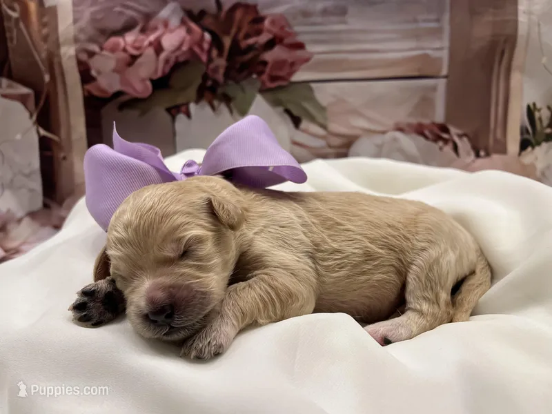 Lacey – Goldendoodle puppy for sale in The Woodlands, TX
