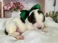 Max, a male Bernedoodle for sale in The Woodlands, TX – 4 of 4