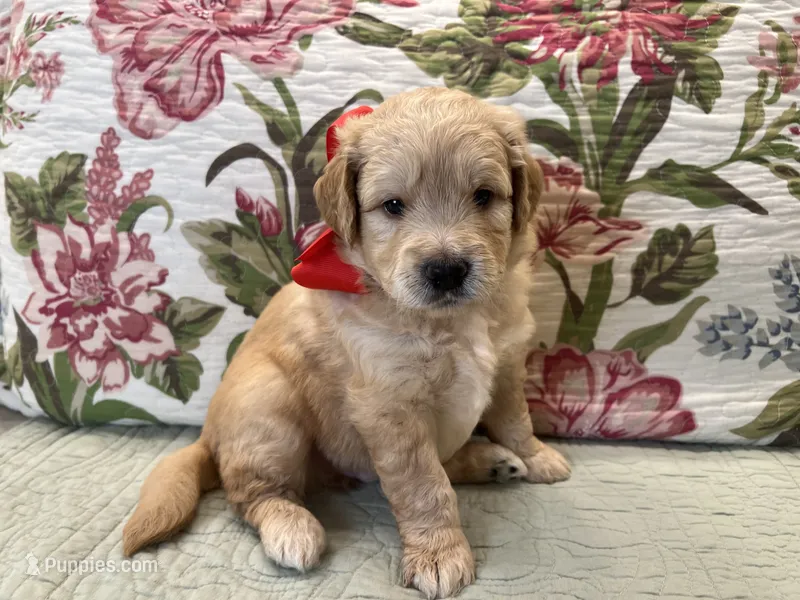Ranger – Goldendoodle puppy for sale in The Woodlands, TX