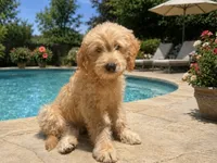 Goose, a male Goldendoodle for sale in The Woodlands, TX – 2 of 10