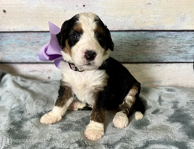 Bella – Bernedoodle puppy for sale in The Woodlands, TX
