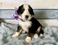 Bella, a female Bernedoodle for sale in The Woodlands, TX – 1 of 4