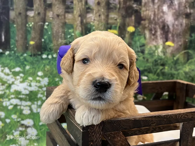 Peanut – Goldendoodle puppy for sale in The Woodlands, TX