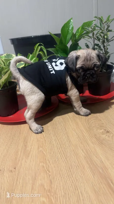 N/A – Pug puppy for sale in Houston, TX