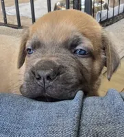 Teal, a female Cane Corso for sale in Williamstown, KY – 7 of 8