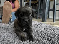 Blue, a male Cane Corso for sale in Williamstown, KY – 3 of 8