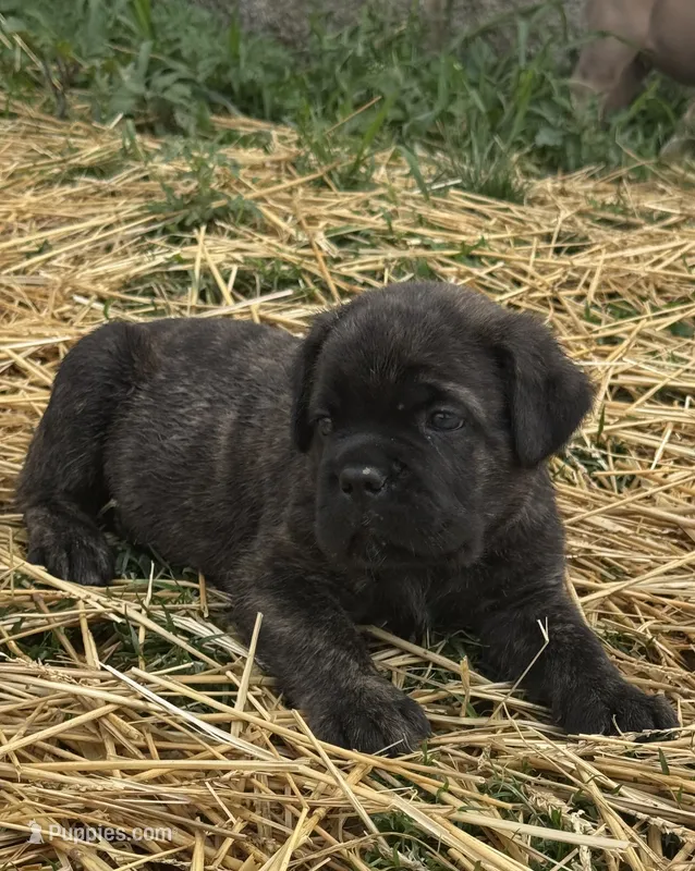 Blue – Cane Corso puppy for sale in Williamstown, KY