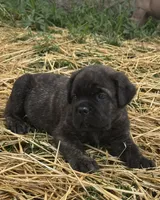 Blue, a male Cane Corso for sale in Williamstown, KY – 1 of 8