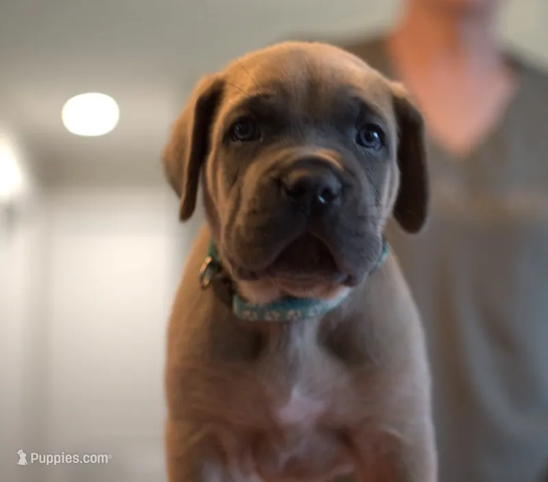 Teal – Cane Corso puppy for sale in Williamstown, KY