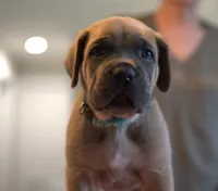 Teal, a female Cane Corso for sale in Williamstown, KY – 1 of 8