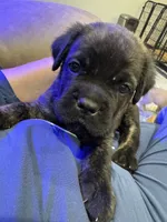 Blue, a male Cane Corso for sale in Williamstown, KY – 6 of 8
