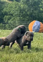 Crash x Benelli, a male Cane Corso for sale in Williamstown, KY – 2 of 10