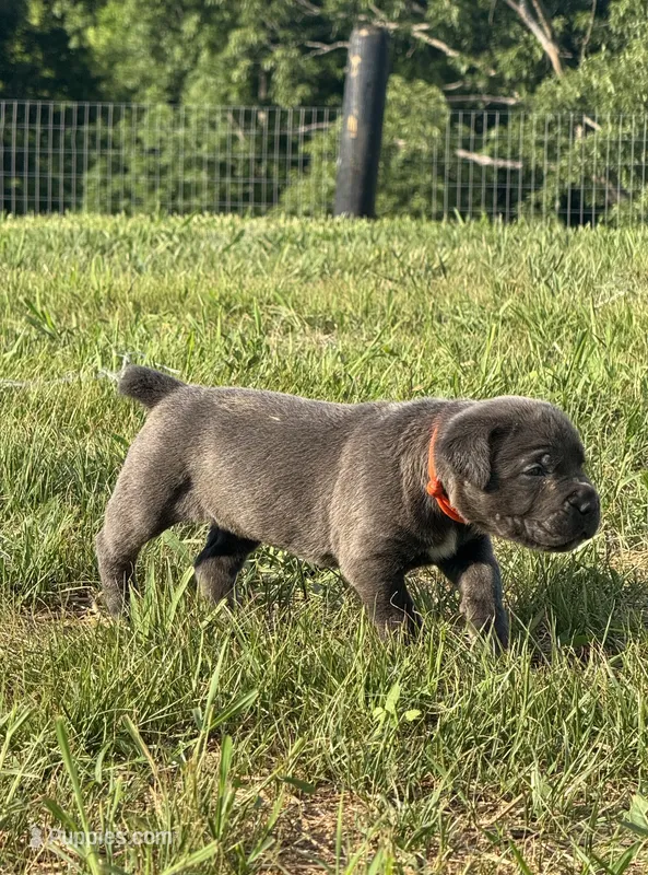 Crash x Benelli – Cane Corso puppy for sale in Williamstown, KY