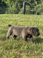 Crash x Benelli, a male Cane Corso for sale in Williamstown, KY – 1 of 10