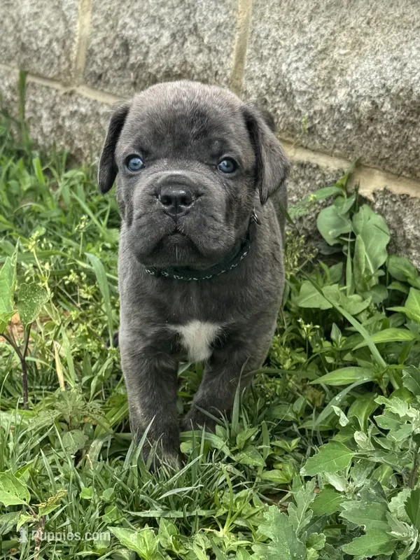Green – Cane Corso puppy for sale in Williamstown, KY