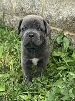 Green, a male Cane Corso for sale in Williamstown, KY – 1 of 7