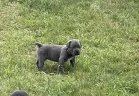 Green, a male Cane Corso for sale in Williamstown, KY – 4 of 7