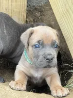 Teal, a female Cane Corso for sale in Williamstown, KY – 3 of 8