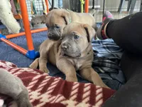 Teal, a female Cane Corso for sale in Williamstown, KY – 4 of 8