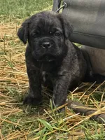 Blue, a male Cane Corso for sale in Williamstown, KY – 8 of 8