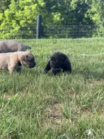 Crash x Benelli, a male Cane Corso for sale in Williamstown, KY – 10 of 10