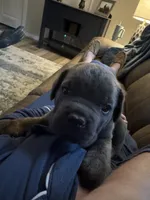 Blue, a male Cane Corso for sale in Williamstown, KY – 4 of 8