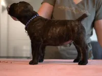 Blue, a male Cane Corso for sale in Williamstown, KY – 2 of 8