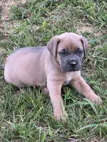 Teal, a female Cane Corso for sale in Williamstown, KY – 6 of 8