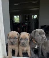 Teal, a female Cane Corso for sale in Williamstown, KY – 5 of 8
