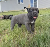 Crash x Benelli, a female Cane Corso for sale in Williamstown, KY – 6 of 9