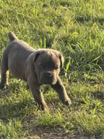 Green, a male Cane Corso for sale in Williamstown, KY – 5 of 7