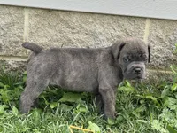 Green, a male Cane Corso for sale in Williamstown, KY – 6 of 7